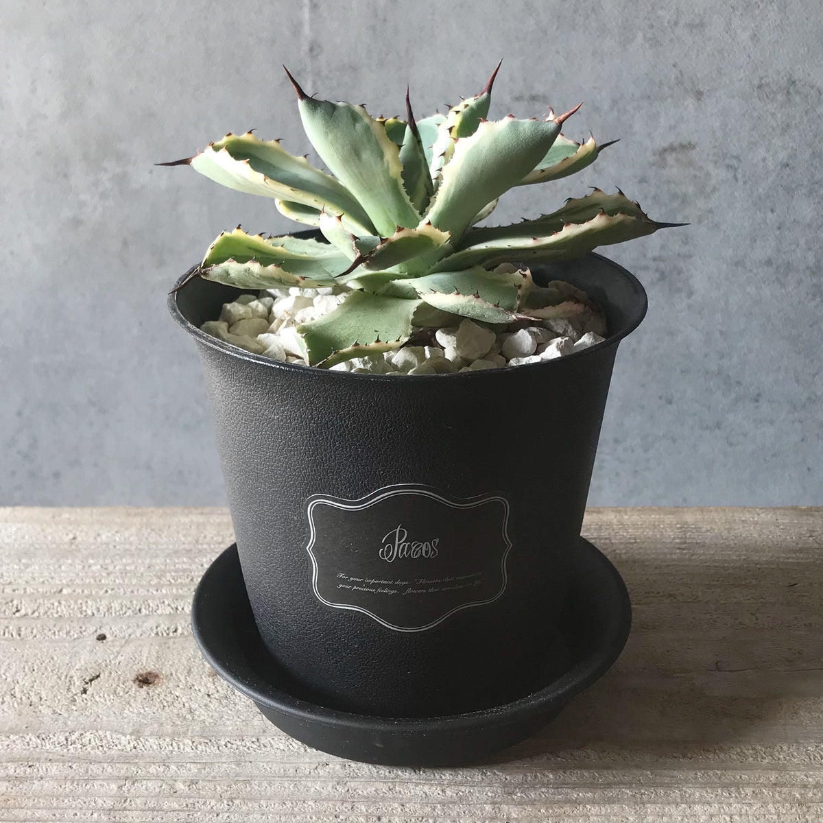 image_238c6690-0220-4223-8b96-