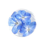 Delphinium Object / blue