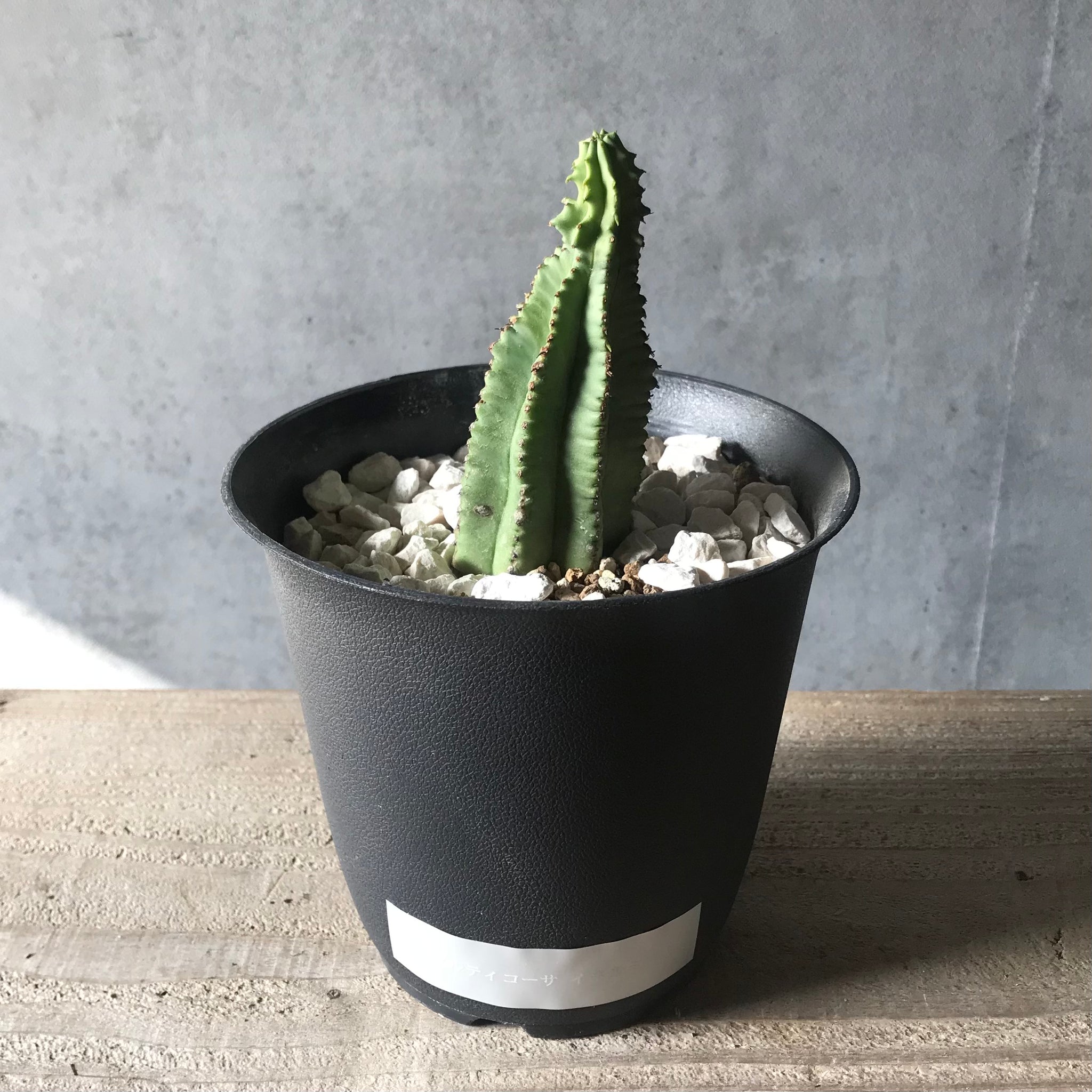 サボテン(ユーフォルビア/フルティコーサ イネルミス) – パコスフラワー