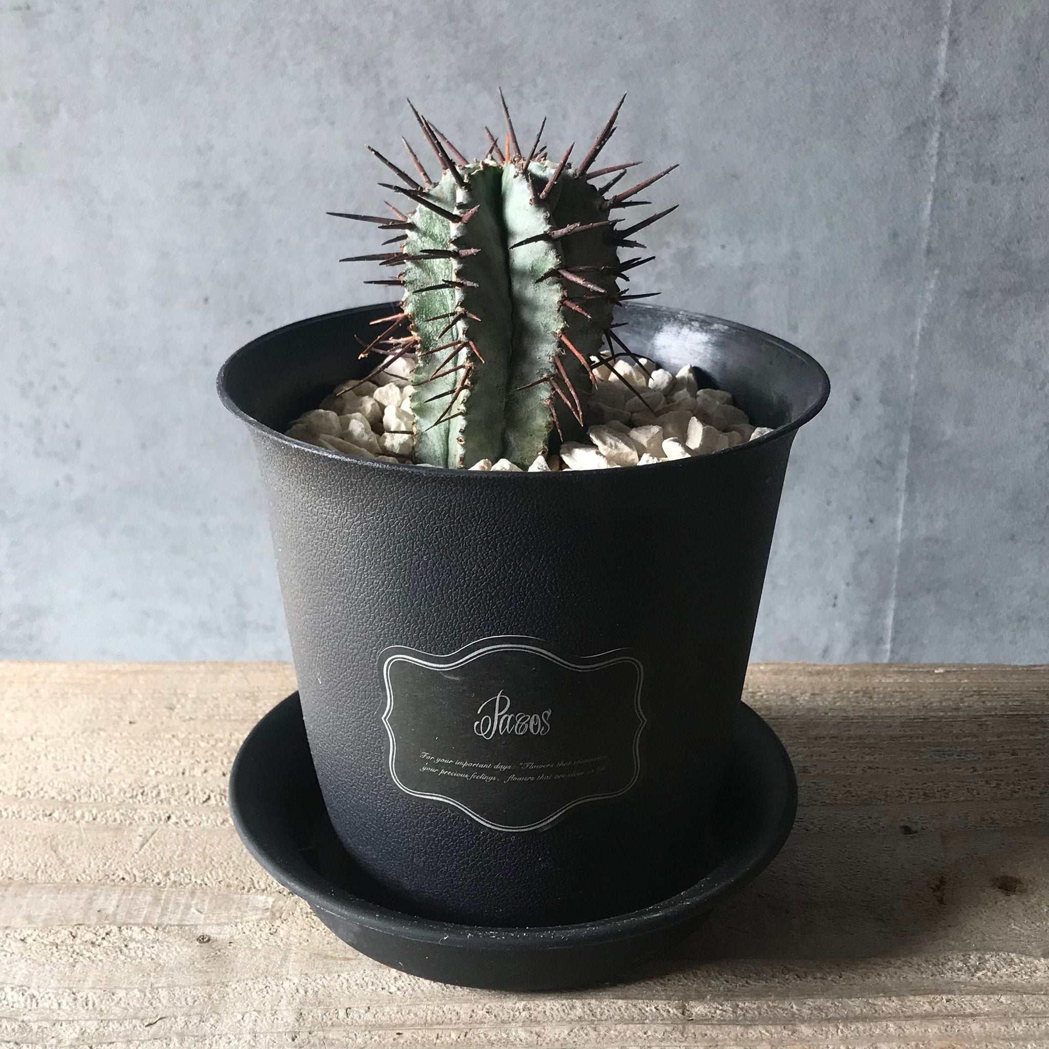 サボテン(ユーフォルビア/フルティコーサ イネルミス) – パコスフラワー