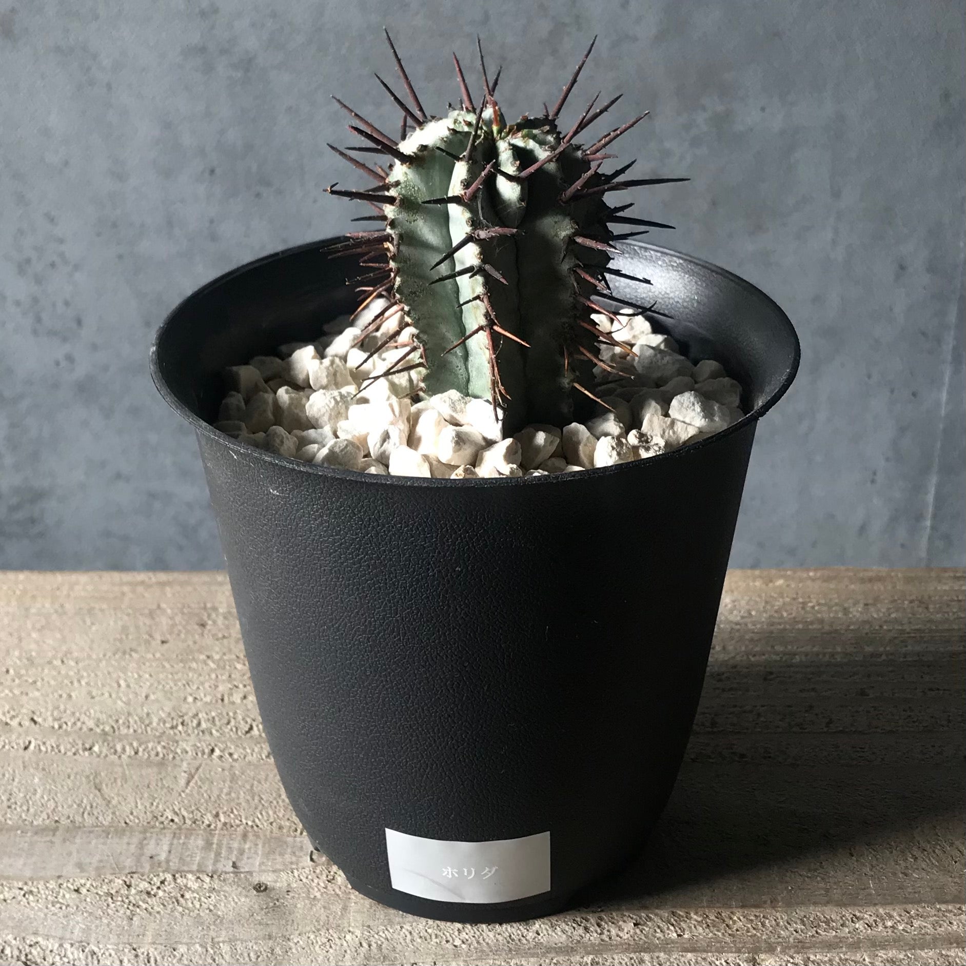 でじゃぶぅ様 ご確認用 ユーフォルビアホリダ 【公式通販】