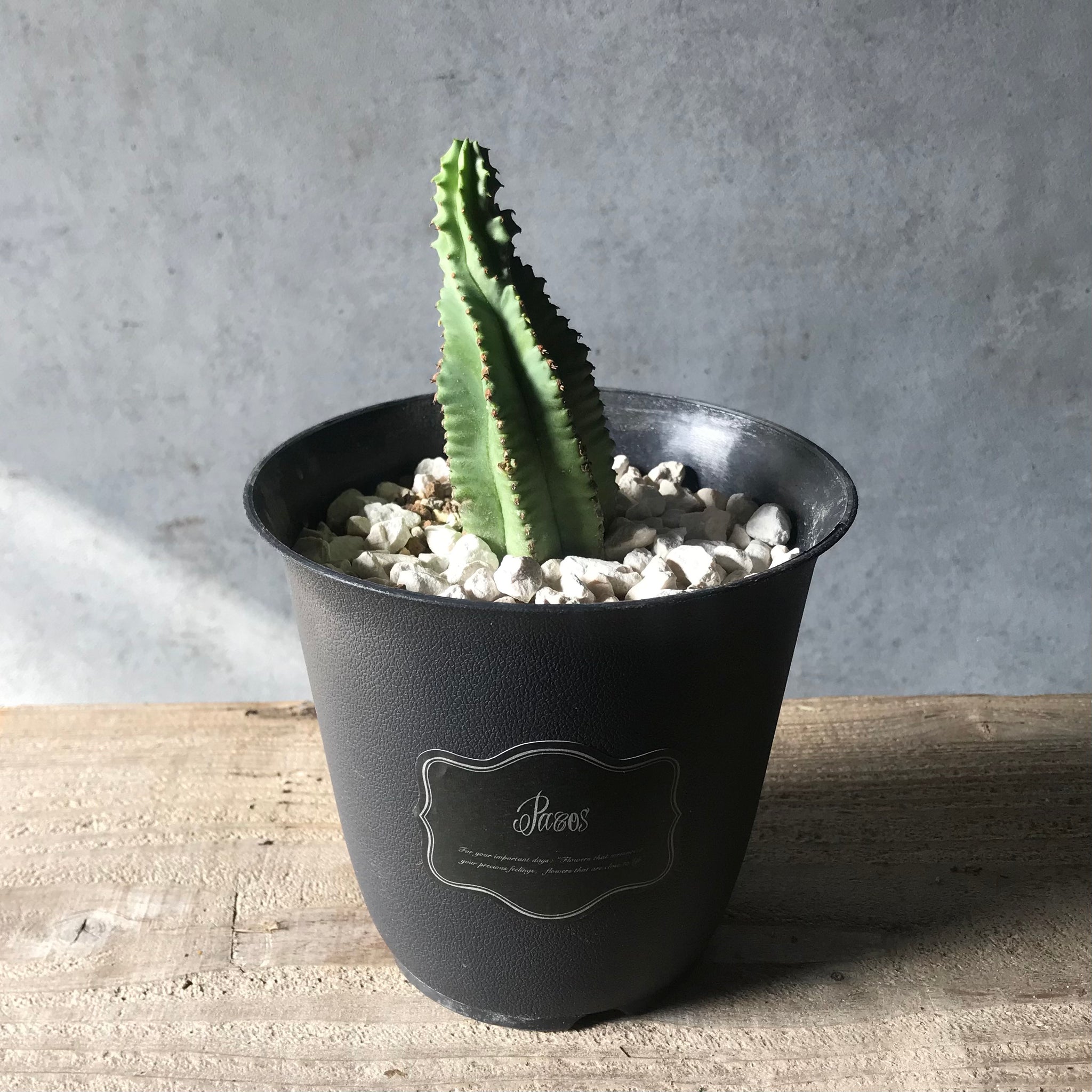 サボテン(ユーフォルビア/フルティコーサ イネルミス) – パコスフラワー