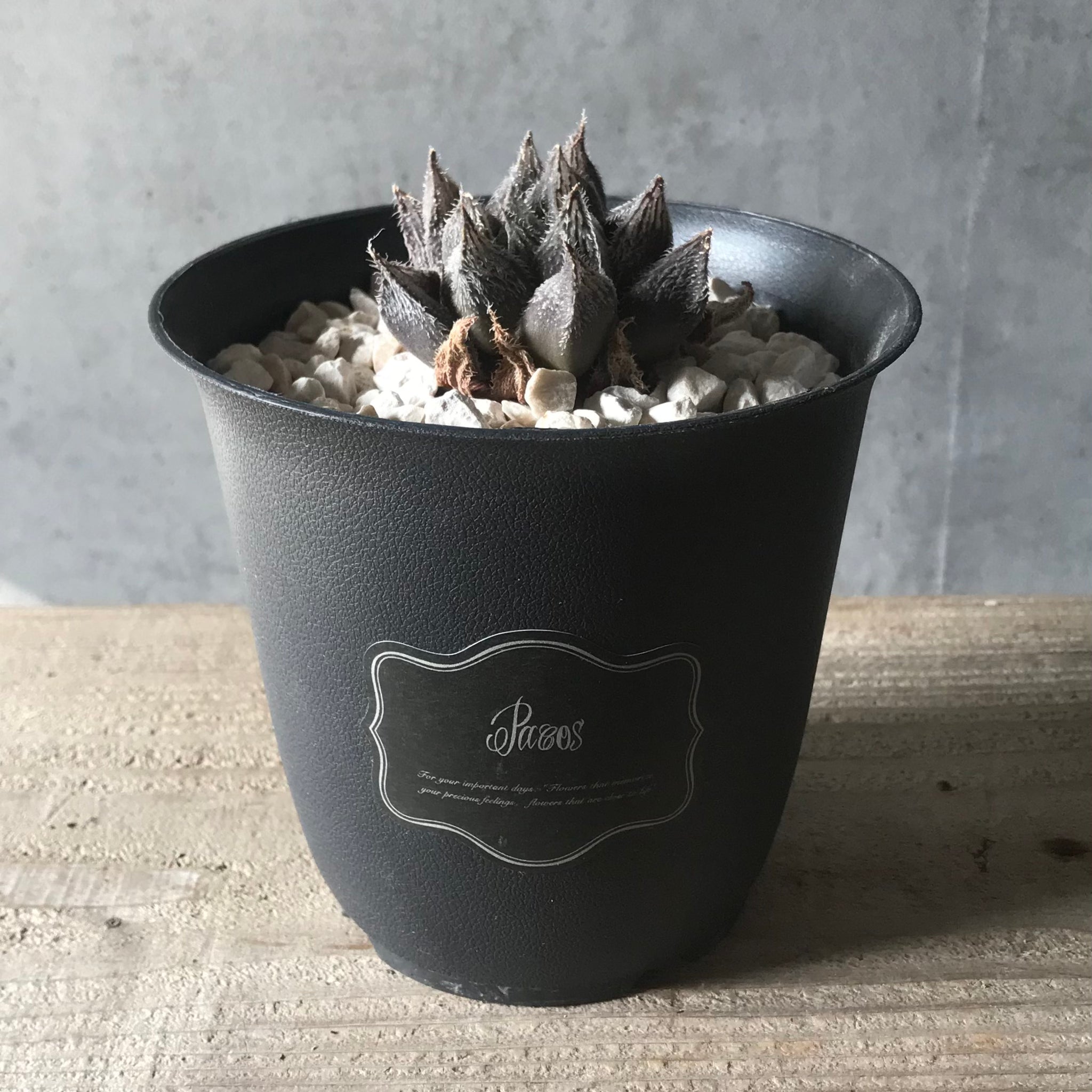 ☆☆万象錦＊ハオルチア＊錦☆☆ 多肉植物：ハオルチア 万象錦 N-29*幅6cm 現品！一品限り